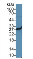 Western Blot; Sample: Human Jurkat cell lysate; Primary Ab: 2µg/ml Rabbit Anti-Rat HMG1 Antibody Second Ab: 0.2µg/mL HRP-Linked Caprine Anti-Rabbit IgG Polyclonal Antibody