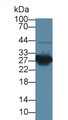 Western Blot; Sample: Mouse Kidney lysate; ;Primary Ab: 1µg/ml Rabbit Anti-Mouse HMG1 Antibody;Second Ab: 0.2µg/mL HRP-Linked Caprine Anti-Rabbit IgG Polyclonal Antibody;