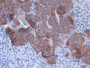 DAB staining on IHC-P; Samples: Rat Adrenal gland Tissue