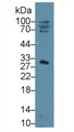 Western Blot; Sample: Human Placenta lysate; ; Primary Ab: 1µg/ml Rabbit Anti-Human SHBG Antibody; Second Ab: 0.2µg/mL HRP-Linked Caprine Anti-Rabbit IgG Polyclonal Antibody;