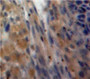 Used in DAB staining on fromalin fixed paraffin-embedded Ovary tissue