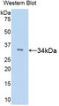 Western Blot; Sample: Recombinant protein.