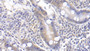 DAB staining on IHC-P; Samples: Human Small intestine Tissue; Primary Ab: 20µg/ml Rabbit Anti-Human TFPI Antibody Second Ab: 2µg/mL HRP-Linked Caprine Anti-Rabbit IgG Polyclonal Antibody