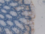 DAB staining on IHC-P; Samples: Mouse Intestine Tissue; Primary Ab: 10µg/ml Rabbit Anti-Mouse PKIg Antibody Second Ab: 2µg/mL HRP-Linked Caprine Anti-Rabbit IgG Polyclonal Antibody