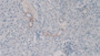 DAB staining on IHC-P; Samples: Mouse Kidney Tissue;  Primary Ab: 30µg/ml Rabbit Anti-Mouse C4a Antibody Second Ab: 2µg/mL HRP-Linked Caprine Anti-Rabbit IgG Polyclonal Antibody 