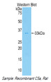 Western Blot; Sample: Recombinant protein.