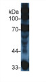 Western Blot; Sample: Mouse Serum; Primary Ab: 5µg/ml Rabbit Anti-Mouse C3a Antibody Second Ab: 0.2µg/mL HRP-Linked Caprine Anti-Rabbit IgG Polyclonal Antibody