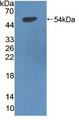 Western Blot; Sample: Recombinant LIPD, Rat.