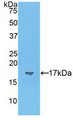 Western Blot; Sample: Recombinant VIP, Mouse.