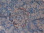 DAB staining on IHC-P; Samples: Mouse Pancreas Tissue; Primary Ab: 10µg/ml Rabbit Anti-Mouse VIP Antibody Second Ab: 2µg/mL HRP-Linked Caprine Anti-Rabbit IgG Polyclonal Antibody