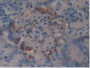 DAB staining on IHC-P; Samples: Mouse Pancreas Tissue