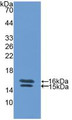 Western Blot; Sample: Recombinant VIP, Human.