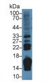 Western Blot; Sample: Rat Small intestine lysate; Primary Ab: 2µg/ml Rabbit Anti-Rat RBP2 Antibody Second Ab: 0.2µg/mL HRP-Linked Caprine Anti-Rabbit IgG Polyclonal Antibody