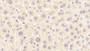 DAB staining on IHC-P; Samples: Mouse Liver Tissue; Primary Ab: 20μg/ml Rabbit Anti-Mouse RBP2 Antibody Second Ab: 2µg/mL HRP-Linked Caprine Anti-Rabbit IgG Polyclonal Antibody