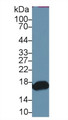 Western Blot; Sample: Mouse Small intestine lysate; Primary Ab: Rabbit Anti-Human RBP2 Antibody Second Ab: 0.2µg/mL HRP-Linked Caprine Anti-Rabbit IgG Polyclonal Antibody