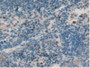 DAB staining on IHC-P; Samples: Rat Spleen Tissue