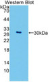 Western Blot; Sample: Recombinant protein.