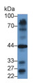 Western Blot; Sample: Mouse Heart lysate; Primary Ab: 2μg/ml Rabbit Anti-Human GATA4 Antibody; Second Ab: 0.2µg/mL HRP-Linked Caprine Anti-Rabbit IgG Polyclonal Antibody;