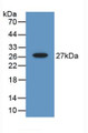 Western Blot; Sample: Recombinant Gelsolin, Mouse.