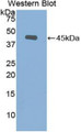 Western Blot; Sample: Recombinant protein.