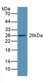 Western Blot; Sample: Recombinant RBP3, Rat.