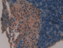 DAB staining on IHC-P; Samples: Mouse Pancreas Tissue; Primary Ab: 20µg/ml Rabbit Anti-Mouse ACP Antibody Second Ab: 2µg/mL HRP-Linked Caprine Anti-Rabbit IgG Polyclonal Antibody