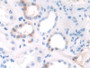 DAB staining on IHC-P; Samples: Human Kidney Tissue)