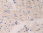 DAB staining on IHC-P; Samples: Mouse Heart Tissue; Primary Ab: 10µg/ml Rabbit Anti-Mouse CTSA Antibody Second Ab: 2µg/mL HRP-Linked Caprine Anti-Rabbit IgG Polyclonal Antibody