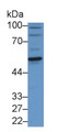 Western Blot; Sample: Human Urine; Primary Ab: 2μg/ml Rabbit Anti-Human CTSA Antibody; Second Ab: 0.2µg/mL HRP-Linked Caprine Anti-Rabbit IgG Polyclonal Antibody;