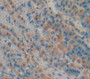 Fatty Acid Binding Protein 6, Ileal (Fabp6) Polyclonal Antibody, Cat#CAU28079