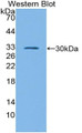 Western Blot; Sample: Recombinant protein.