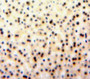 Used in DAB staining on fromalin fixed paraffin-embedded Liver tissue