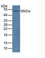 Western Blot; Sample: Mouse Brain Tissue.