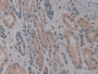 DAB staining on IHC-P; Samples: Human Kidney Tissue; Primary Ab: 10µg/ml Rabbit Anti-Human NOSIP Antibody Second Ab: 2µg/mL HRP-Linked Caprine Anti-Rabbit IgG Polyclonal Antibody