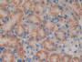 DAB staining on IHC-P; Samples: Mouse Kidney Tissue;  Primary Ab: 10µg/ml Rabbit Anti-Mouse LMP2 Ant