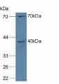 Western Blot; Sample: Mouse Spleen Tissue.