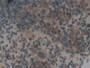 DAB staining on IHC-P; Samples: Mouse Spleen Tissue; Primary Ab: 10µg/ml Rabbit Anti-Mouse NCF4 Antibody Second Ab: 2µg/mL HRP-Linked Caprine Anti-Rabbit IgG Polyclonal Antibody