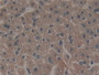 DAB staining on IHC-P; Samples: Mouse Liver Tissue.