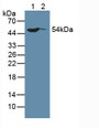 Western Blot; Sample: Lane1: Human Hela Cells; Lane2: Human MCF-7 Cells.