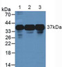 Western Blot; Sample: Lane1: Human A549 Cells; Lane2: Human Jurkat Cells; Lane3: Human K562 Cells.