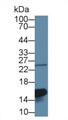 Western Blot; Sample: Rat Lung lysate; ;Primary Ab: 1µg/ml Rabbit Anti-Rat GAL1 Antibody;Second Ab: 0.2µg/mL HRP-Linked Caprine Anti-Rabbit IgG Polyclonal Antibody;