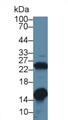 Western Blot; Sample: Rat Heart lysate; ;Primary Ab: 1µg/ml Rabbit Anti-Rat GAL1 Antibody;Second Ab: 0.2µg/mL HRP-Linked Caprine Anti-Rabbit IgG Polyclonal Antibody;