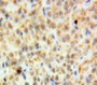 Used in DAB staining on fromalin fixed paraffin-embedded Ovary tissue