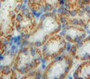 Used in DAB staining on fromalin fixed paraffin-embedded Kidney tissue