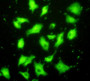 Figure:FITC staining on IHC-P Sample: A549 cells