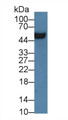 Western Blot; Sample: Rat Serum; Primary Ab: 3µg/ml Rabbit Anti-Rat APOH Antibody Second Ab: 0.2µg/mL HRP-Linked Caprine Anti-Rabbit IgG Polyclonal Antibody