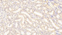 DAB staining on IHC-P; Samples: Rat Kidney Tissue; Primary Ab: 10μg/ml Rabbit Anti-Rat APOH Antibody Second Ab: 2µg/mL HRP-Linked Caprine Anti-Rabbit IgG Polyclonal Antibody