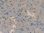 DAB staining on IHC-P; Samples: Mouse Heart Tissue; Primary Ab: 10µg/ml Rabbit Anti-Mouse APOH Antibody Second Ab: 2µg/mL HRP-Linked Caprine Anti-Rabbit IgG Polyclonal Antibody