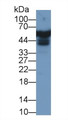 Western Blot; Sample: Human Liver lysate; Primary Ab: 1µg/ml Rabbit Anti-Human APOH Antibody Second Ab: 0.2µg/mL HRP-Linked Caprine Anti-Rabbit IgG Polyclonal Antibody