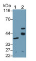 Western Blot; Sample: Recombinant protein.